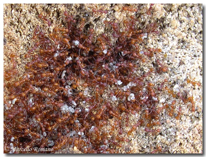 Carabide mirmecofago: Siagona europaea